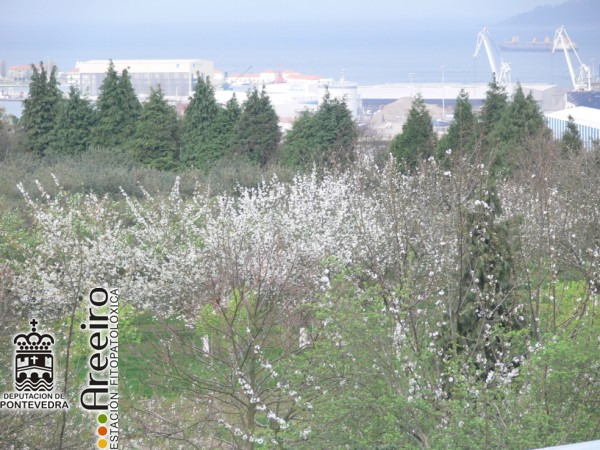 Cerezo - Cherry Tree - Cerdeira (Prunus avium) >> Cerezo (Prunus avium) - Detalle plantacion_3.jpg